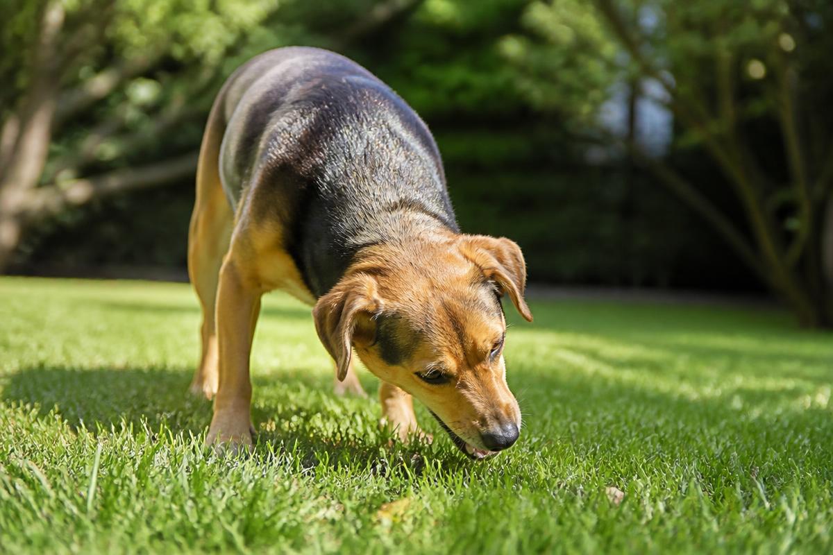 Cão com come grama com frequência