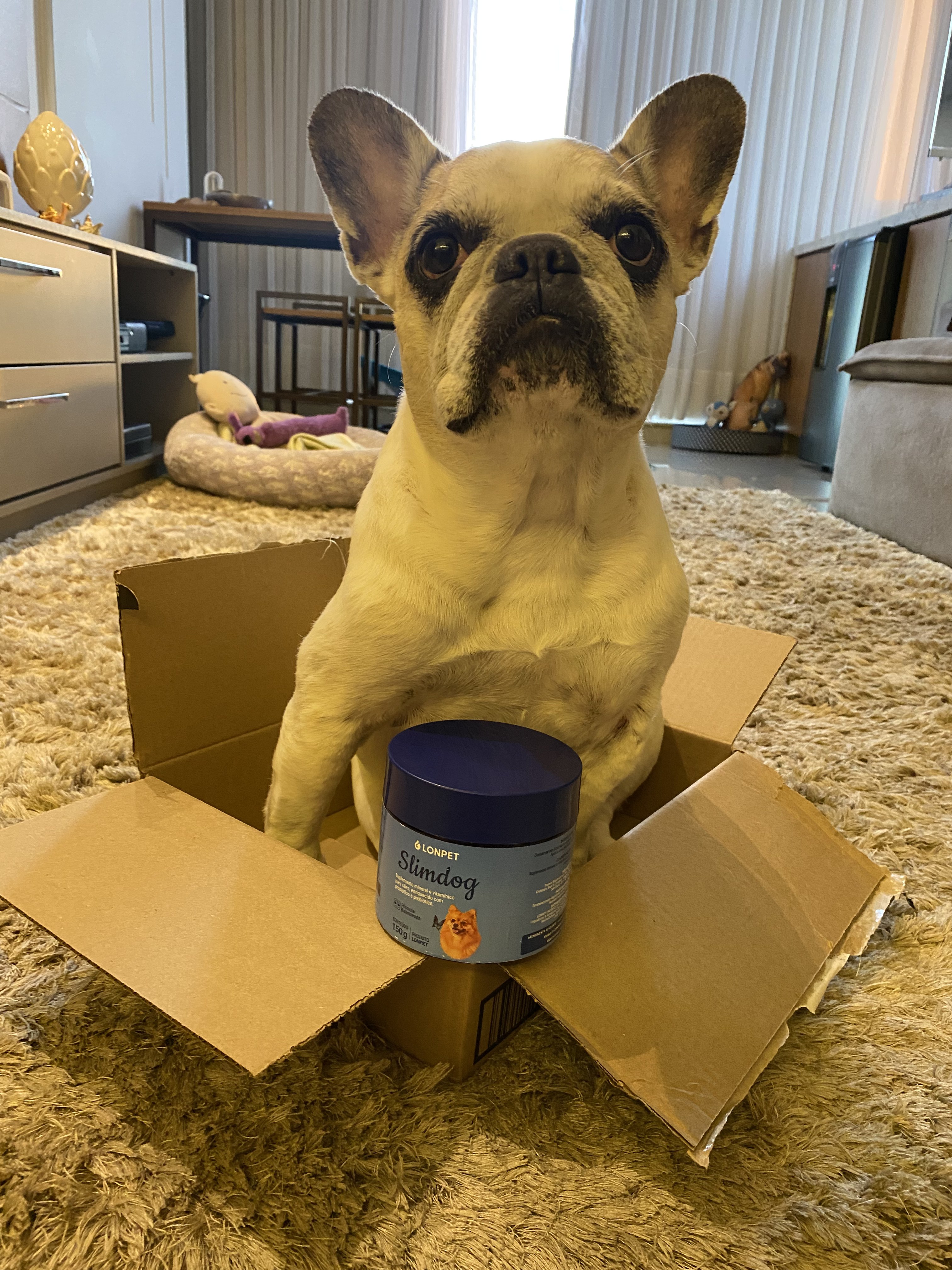 Cachorro sentado dentro da caixa ao lado do pote de Slimdog em casa