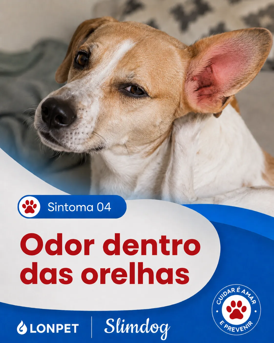 Cão com odor dentro das orelhas