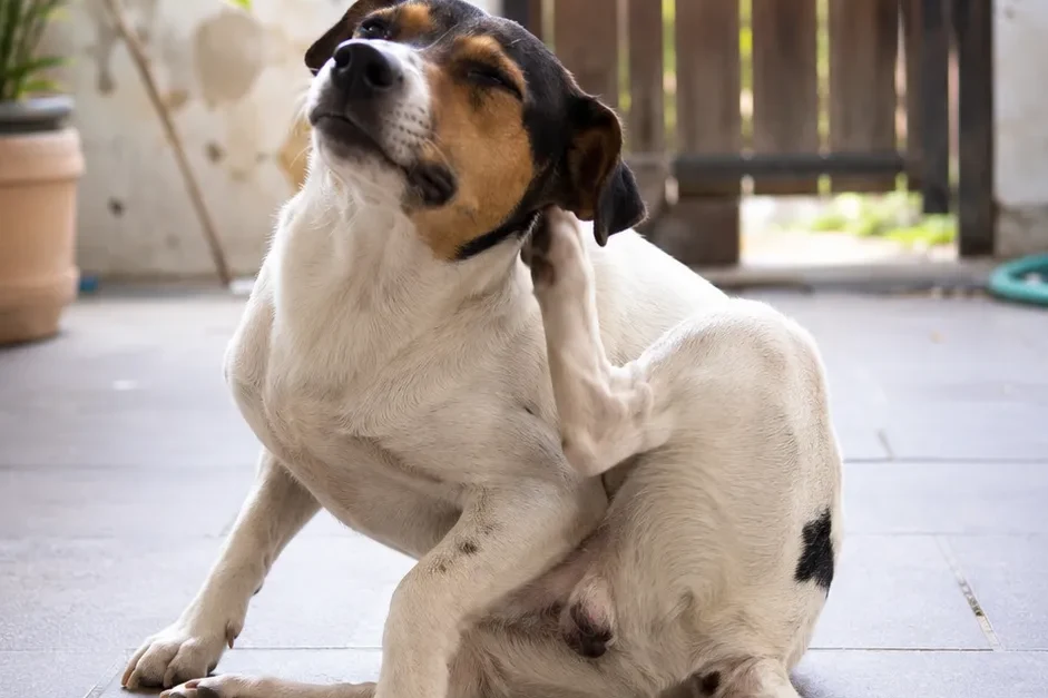 Cão com coceiras constantes