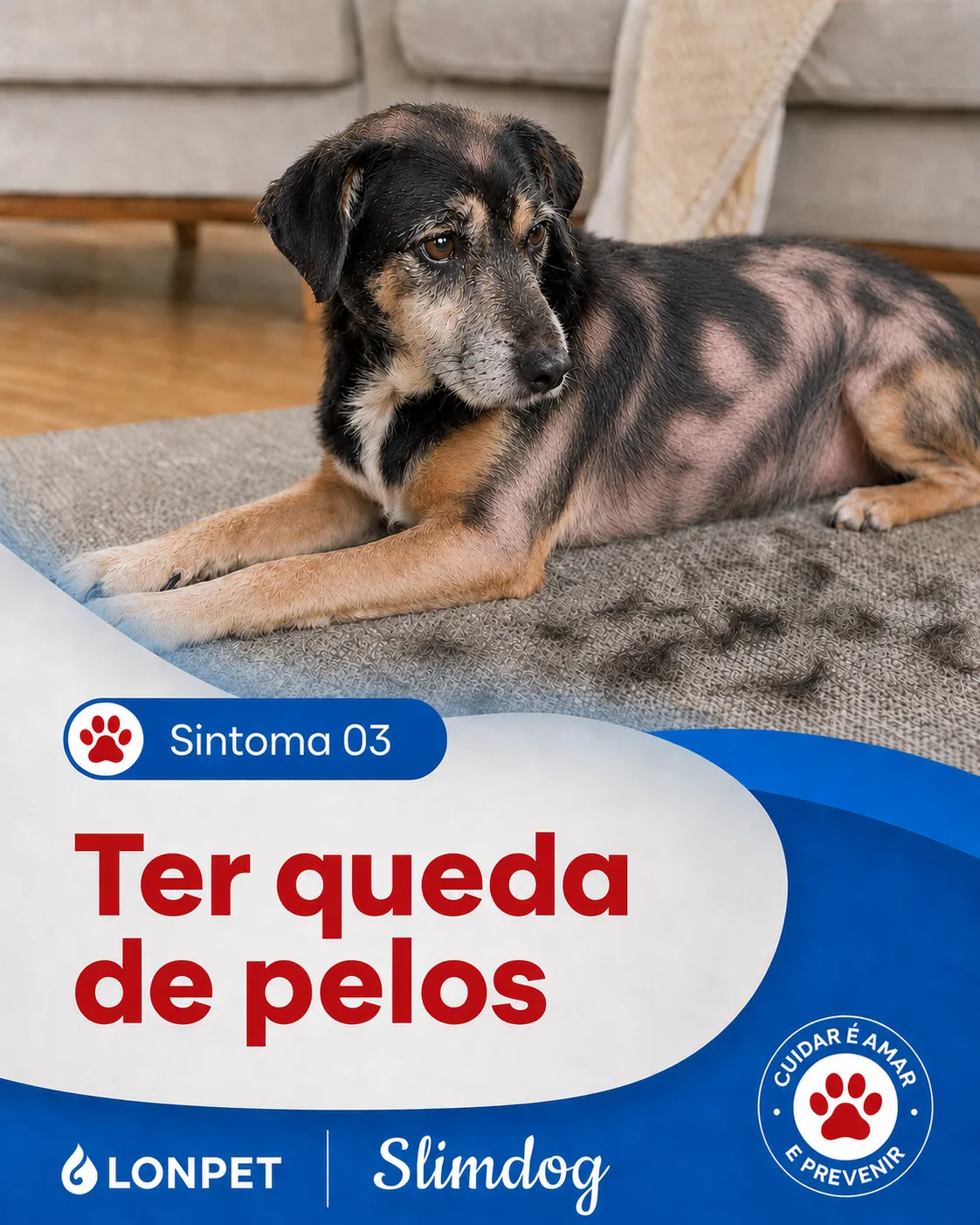 Cão com queda de pelos